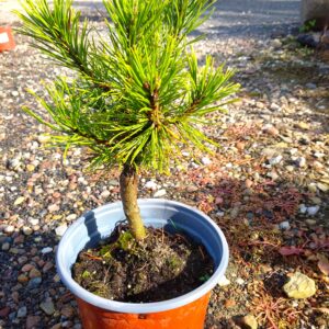 Borovice kleč - Pinus mugo ´Wintergold´