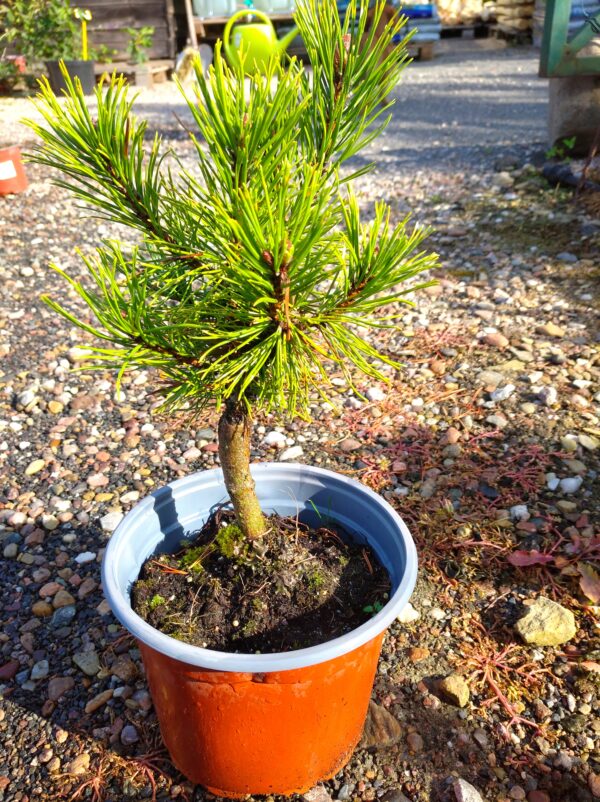 Borovice kleč - Pinus mugo ´Wintergold´