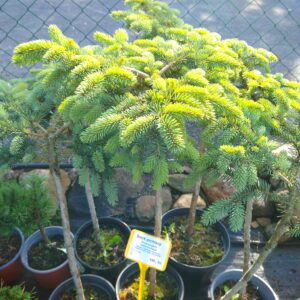 Smrk pichlavý - Picea pungens ´Nidiformis Kalouš´